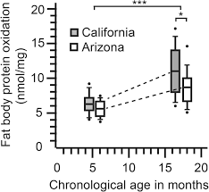 Breakthrough in Aging Research: Queen Bee Peptide Promises Lifespan Extension