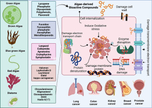 DMSO Suppression Revealed: Natural Compound’s Potential for Cancer Treatment Hidden by Pharma