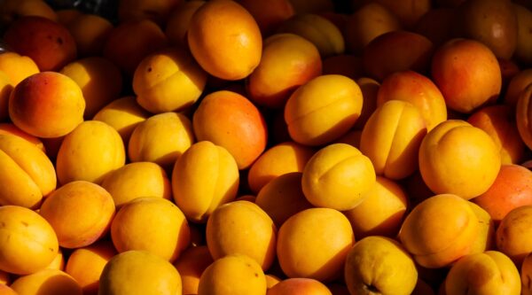 The Apricot Seed Truth: A Family’s Fight Against Medical Persecution