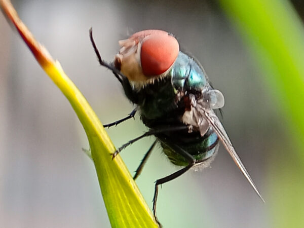 Florida Horse Tests Positive for New World Screwworm; Texas Moves to Contain Threat