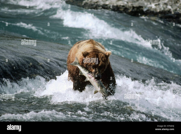 Alaska Fishing Guide Captures Grizzly Bear Snatching Salmon Right Next to Boat