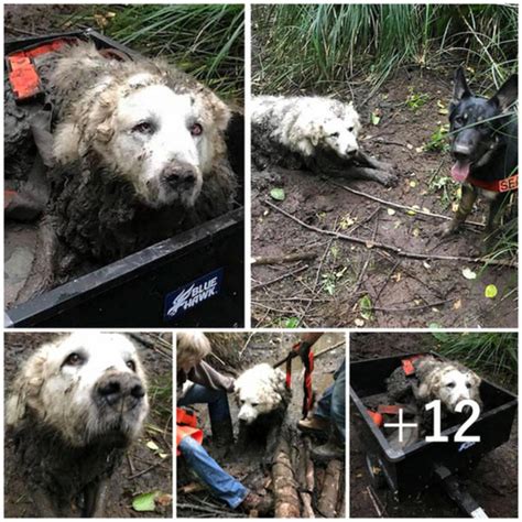 Two Childhood Friends Gunned Down in DeLand After Final Mission to Honor Beloved Dog