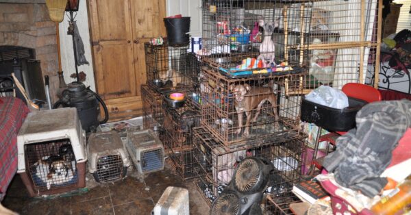 Florida Postal Worker’s Home Holds 92 Animals in County’s Worst Animal-Hoarding Case