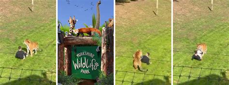 Tragic Park Incident: Man Dies After Entering Tiger Enclosure at Yorkshire Wildlife Park